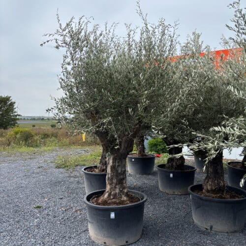 Oliviers centenaires en pot disponibles chez BRULE & Co Binche