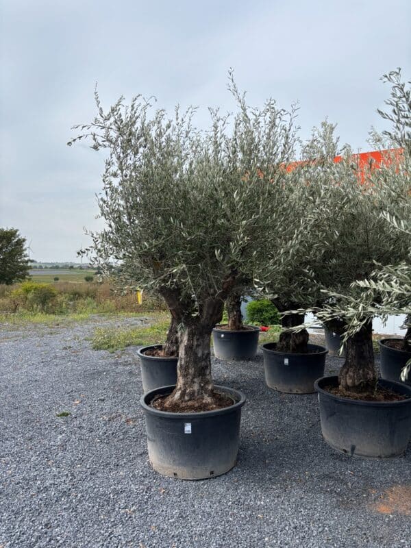 Oliviers centenaires en pot disponibles chez BRULE & Co Binche